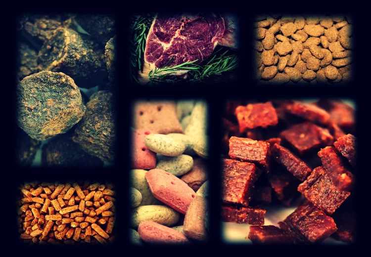 Ranking karm dla psów