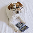 kalkulator kalorii dla psa
